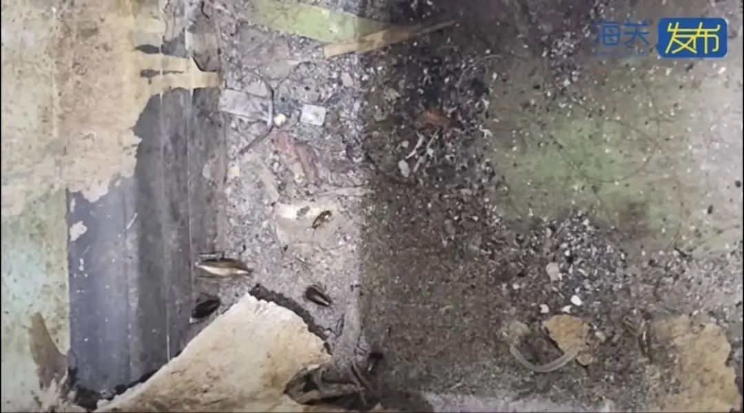 头皮发麻!海关截获2万余只德国蟑螂 头皮发麻!海关截获2万余只德国蟑螂