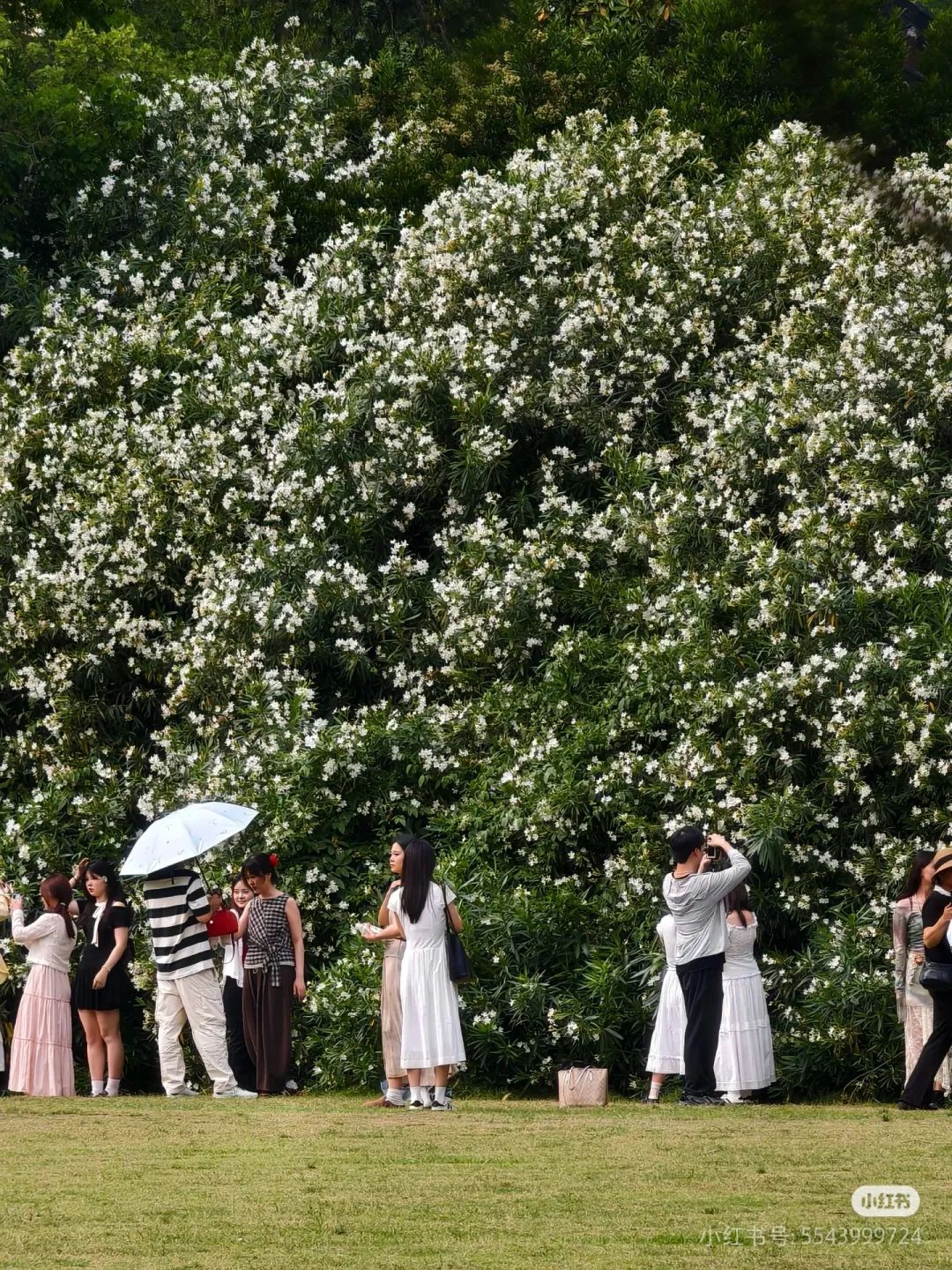 合肥街头大量出现!千万别碰 合肥街头大量出现!千万别碰