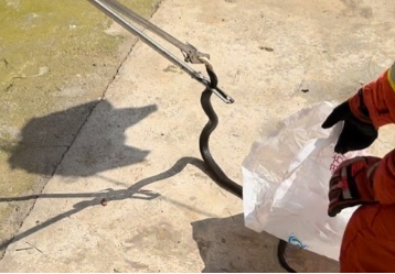 夏季各地上演“蛇出没”,“大胆蛇”消防站里蹭空调! 夏季各地上演“蛇出没”,“大胆蛇”消防站里蹭空调!