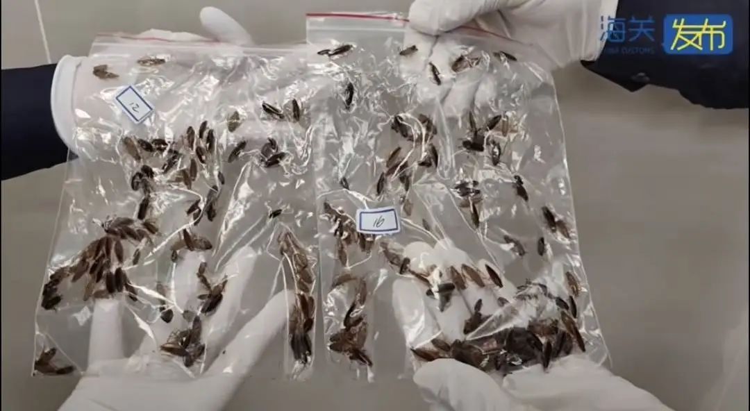头皮发麻!海关截获2万余只德国蟑螂 头皮发麻!海关截获2万余只德国蟑螂