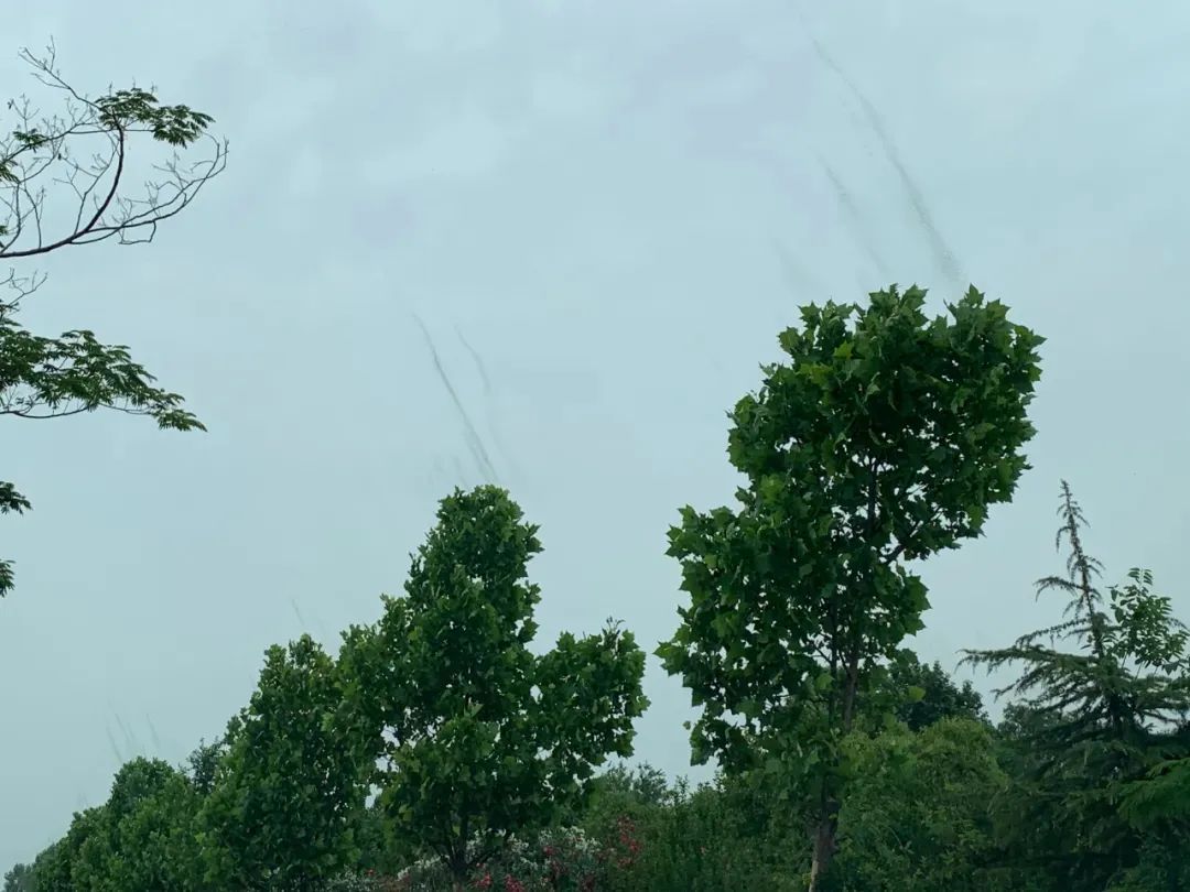 密密麻麻！合肥最近频现的“虫卷风”是啥？
