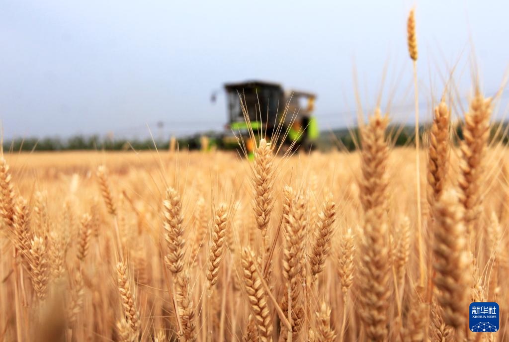风吹麦浪 奏响丰收曲