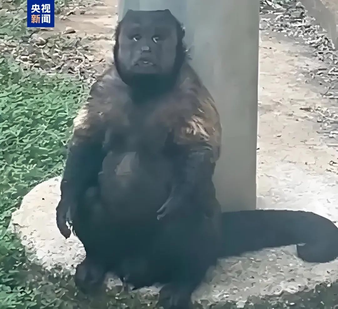 网红方脸猴“大壮”因病死亡，曾因方脸“丑”出圈