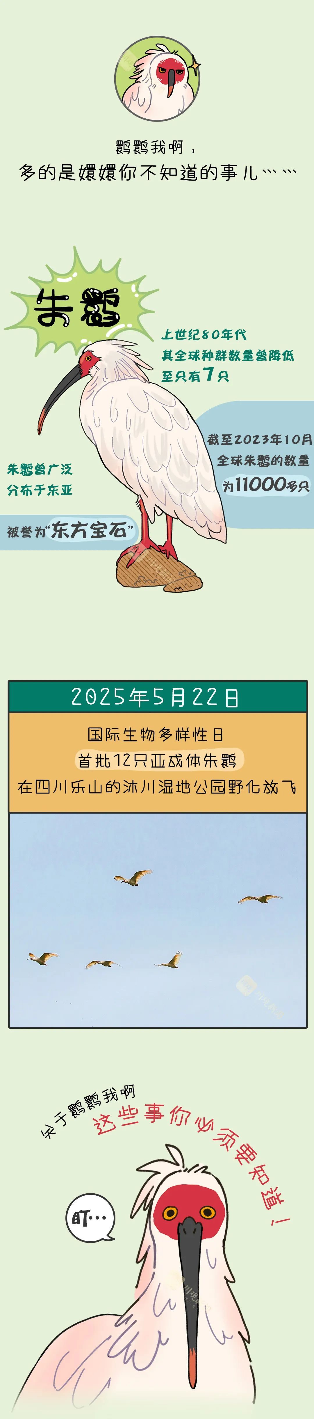 鹮鹮我啊，飞喽！