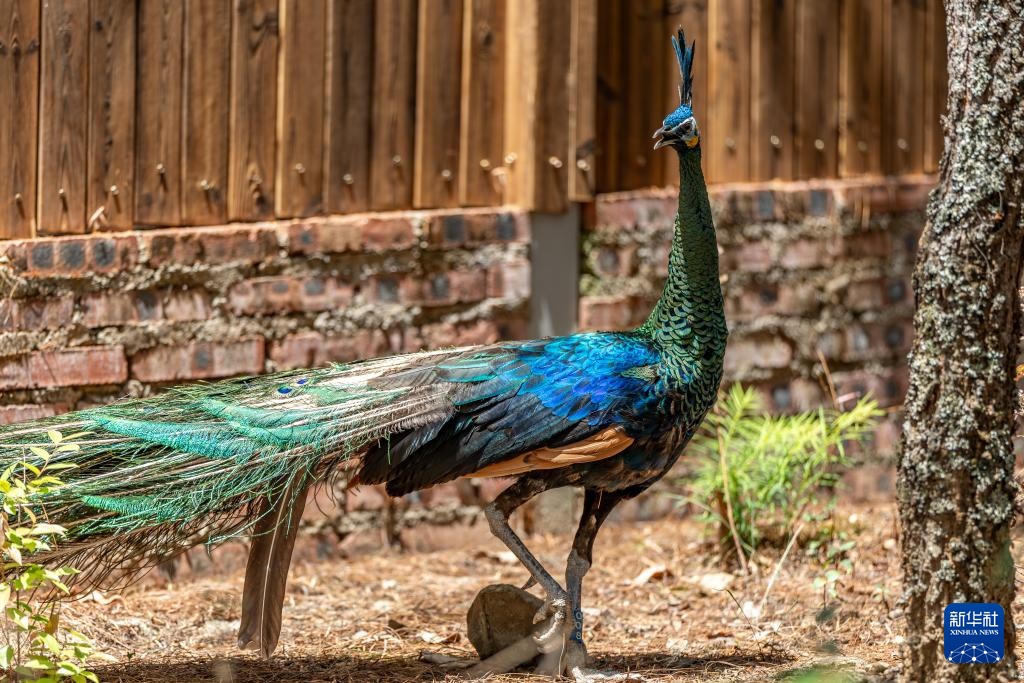 新华全媒+丨濒危物种绿孔雀人工繁育与野化放归试验取得关键进展
