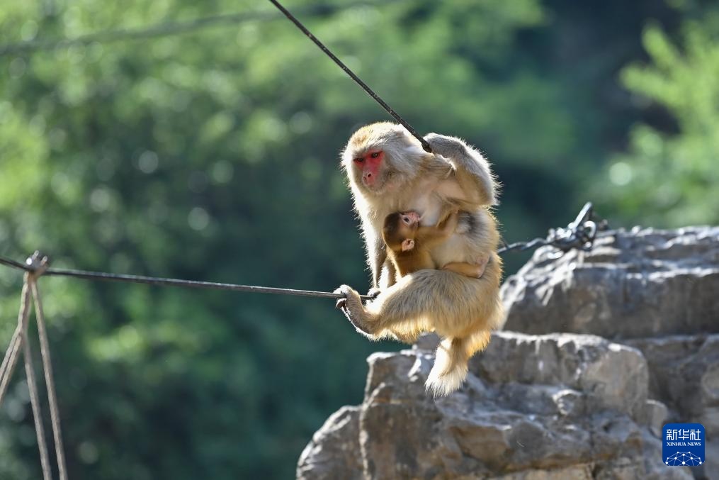 太行山里的猕猴乐园