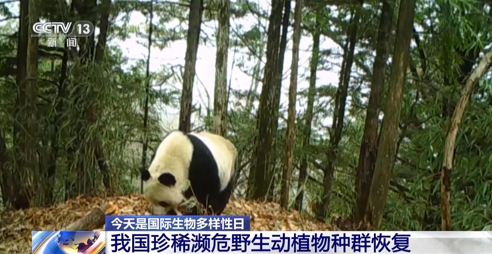 我国生物多样性保护成效如何？这份“成绩单”亮了