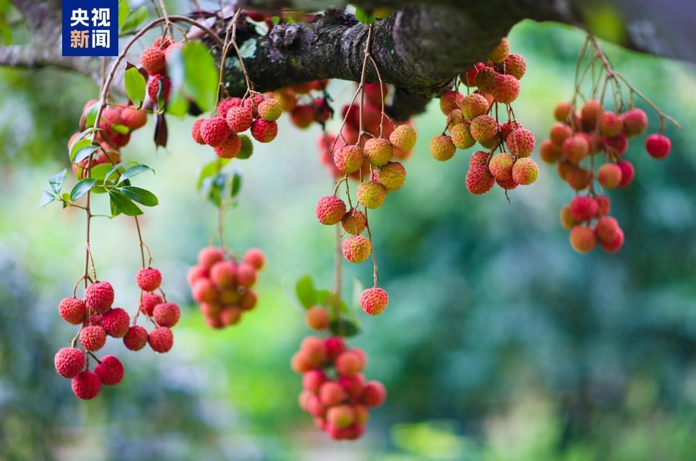 从“一骑红尘”到“一键下单” 岭南荔枝来了