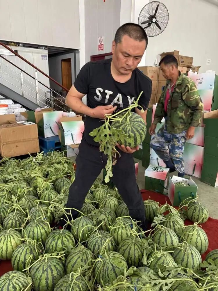 随便拍拍瓜就能月入两万？“验瓜师”火上热搜！001号验瓜师：“非常欢迎年轻人加入”