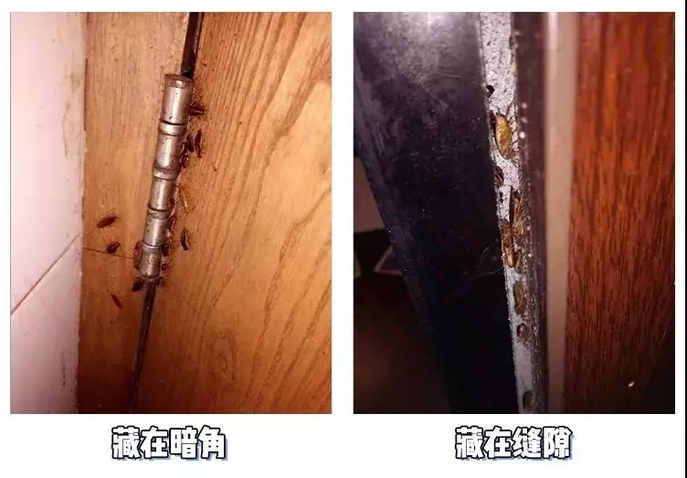 胆小者慎点！螂来了，20000只…