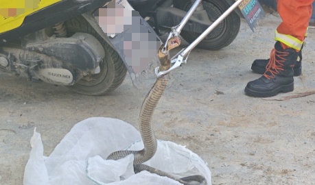 夏季各地上演“蛇出没”,“大胆蛇”消防站里蹭空调! 夏季各地上演“蛇出没”,“大胆蛇”消防站里蹭空调!