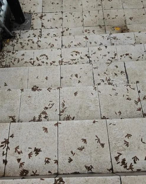 麻了！路面、空中都是虫，重庆网友：密集恐惧症都犯了