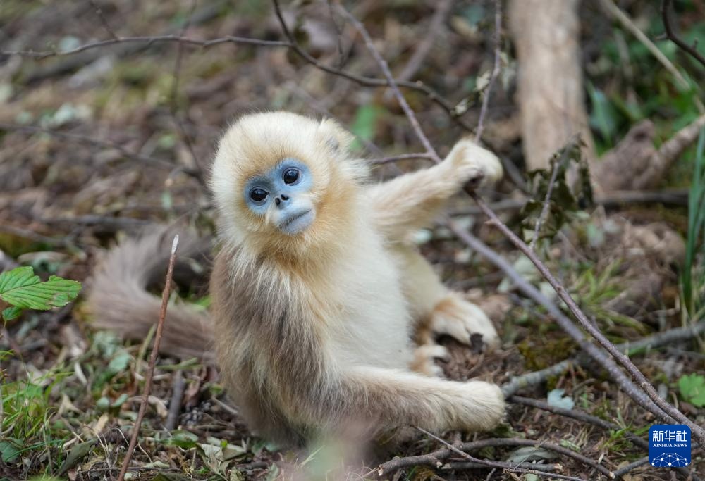 四川平武：深山密林里的“金色精灵”