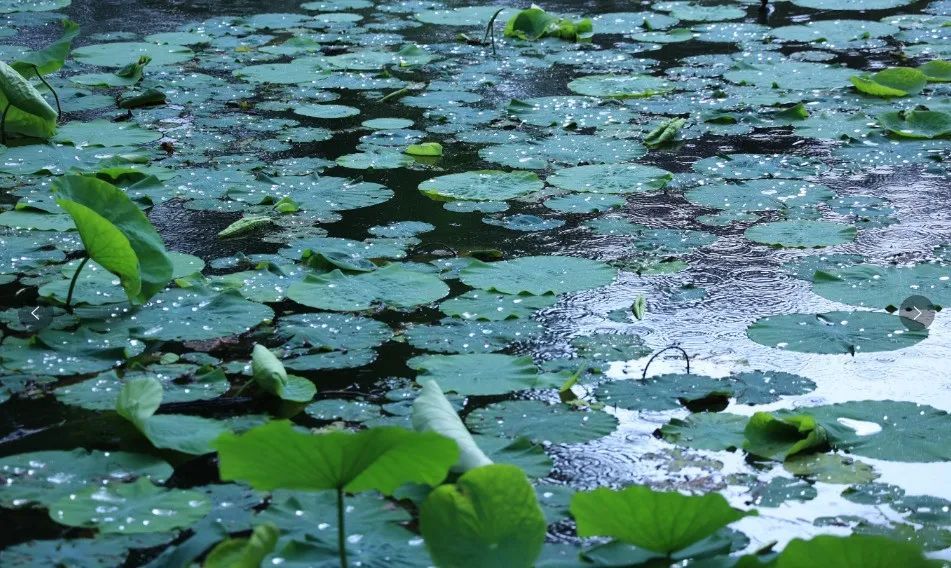 晚抵达!短时暴雨,8级雷雨大风!杭州人警惕:这波很猛,尽量少外出! 晚抵达!短时暴雨,8级雷雨大风!杭州人警惕:这波很猛,尽量少外出!