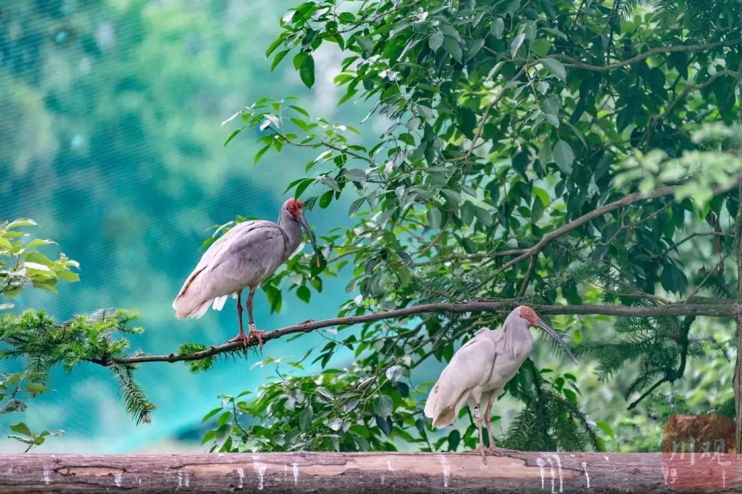 鹮鹮我啊，飞喽！