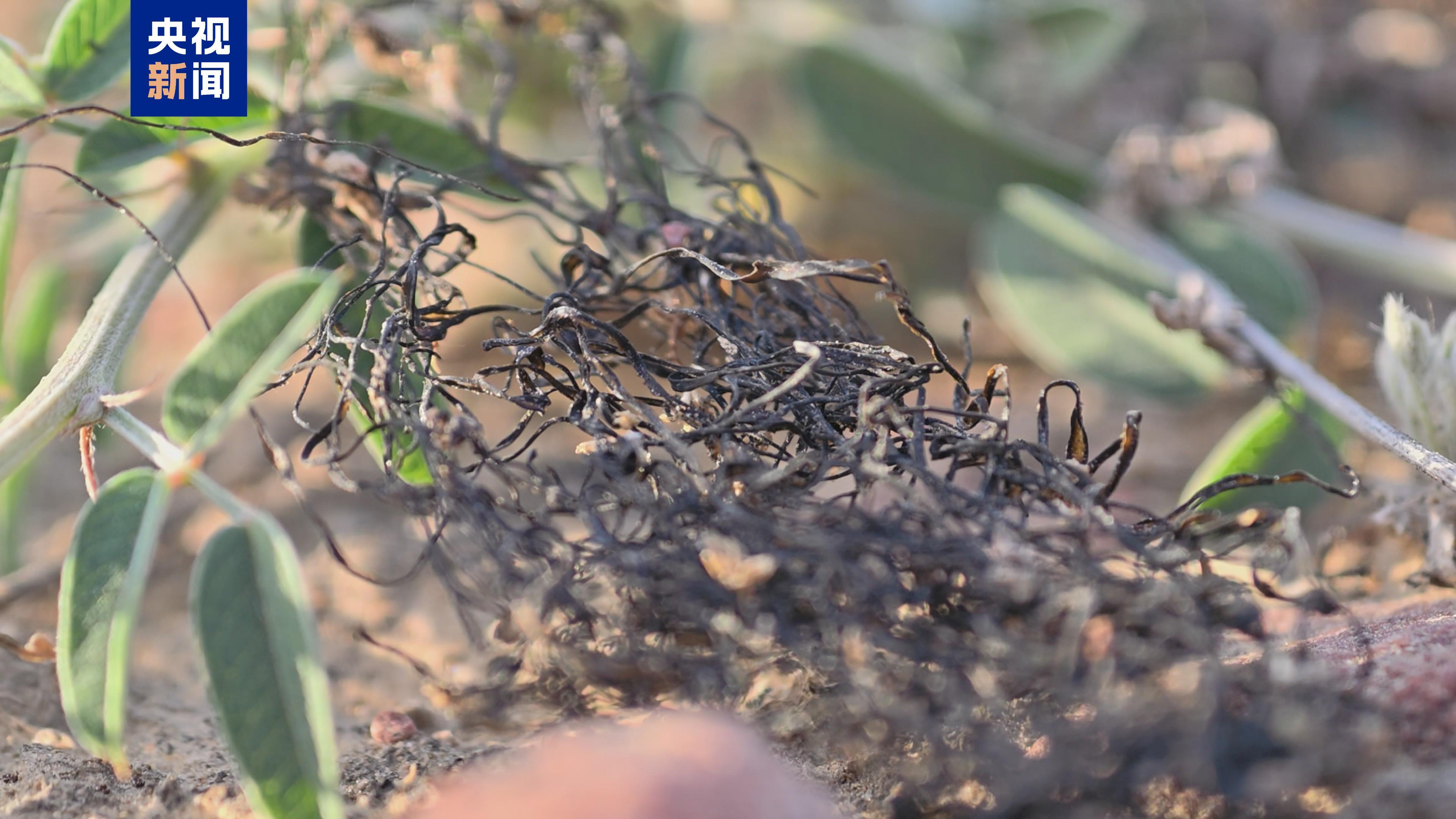“头发”长在沙地上?宁夏发现大规模国家一级保护植物发菜群落 “头发”长在沙地上?宁夏发现大规模国家一级保护植物发菜群落