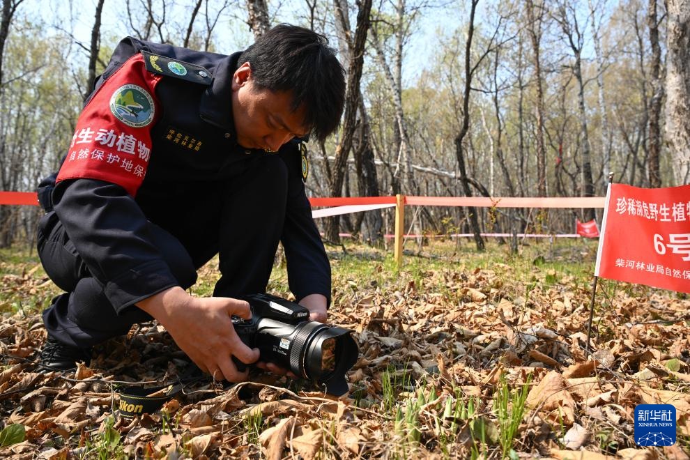 图片故事｜大兴安岭的生物多样性守护者