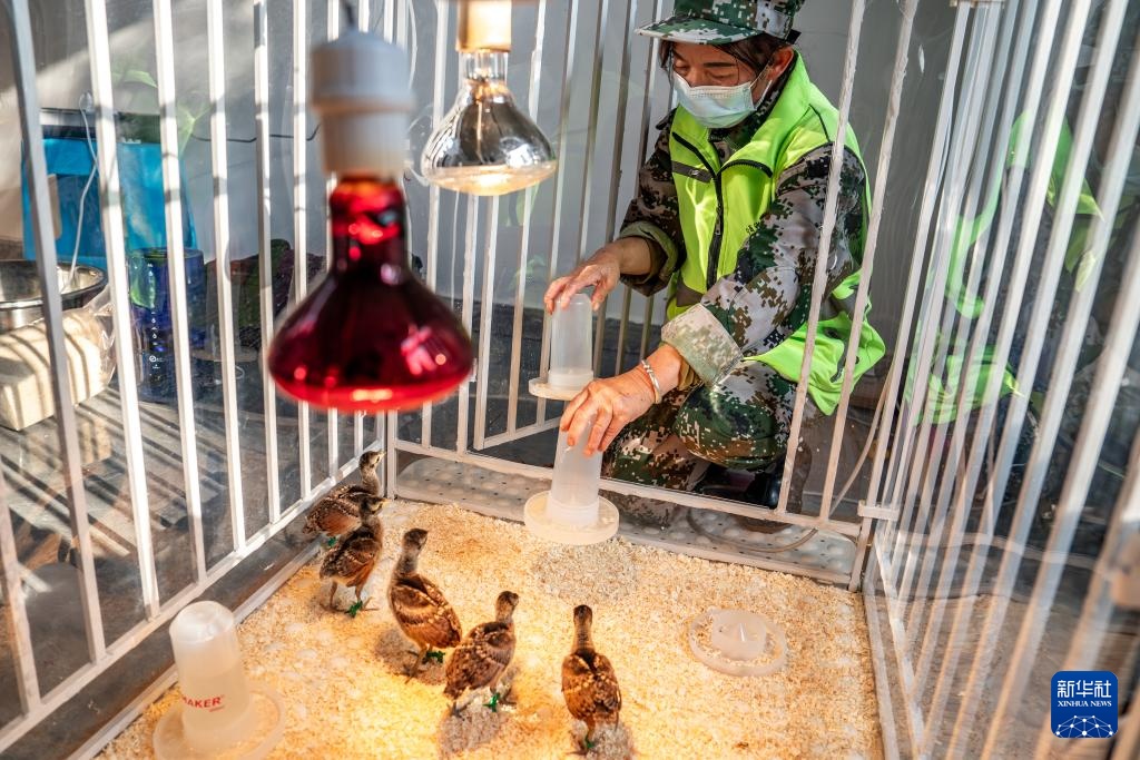 新华全媒+丨濒危物种绿孔雀人工繁育与野化放归试验取得关键进展