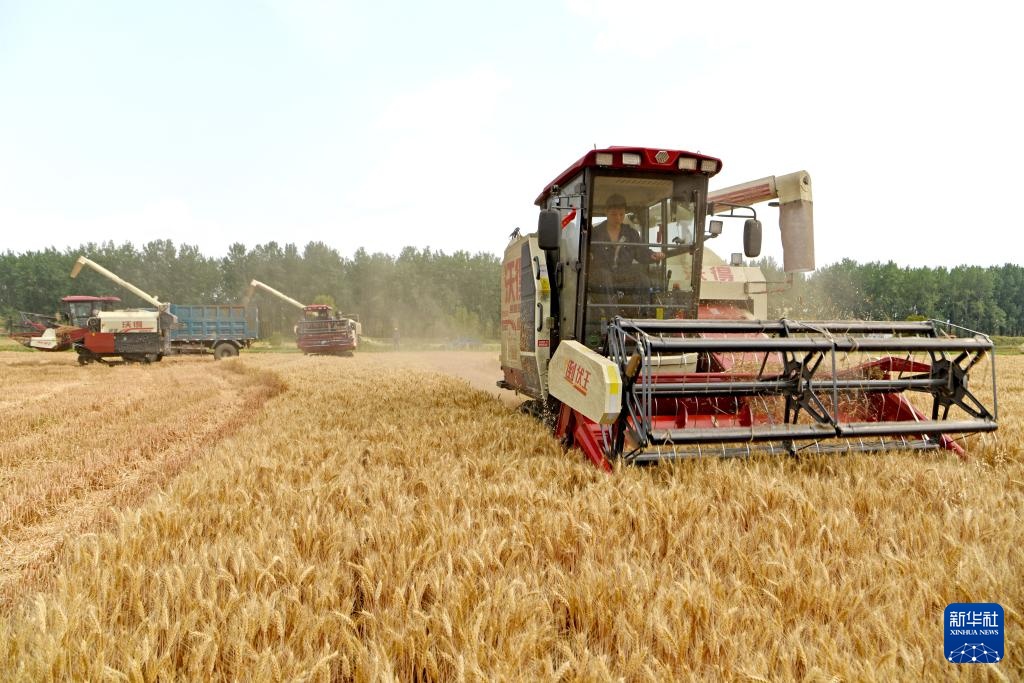 风吹麦浪 奏响丰收曲