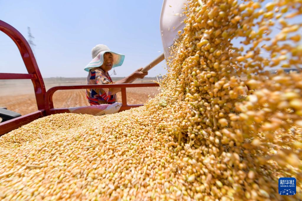 风吹麦浪 奏响丰收曲