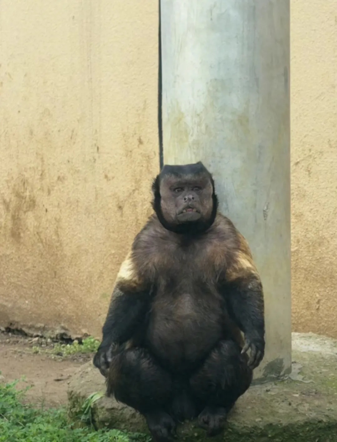 合肥野生动物园通报:国字脸猴子“大壮”去世 合肥野生动物园通报:国字脸猴子“大壮”去世