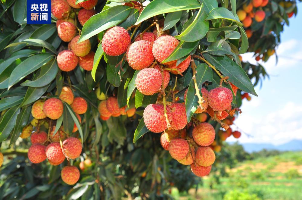 从“一骑红尘”到“一键下单” 岭南荔枝来了