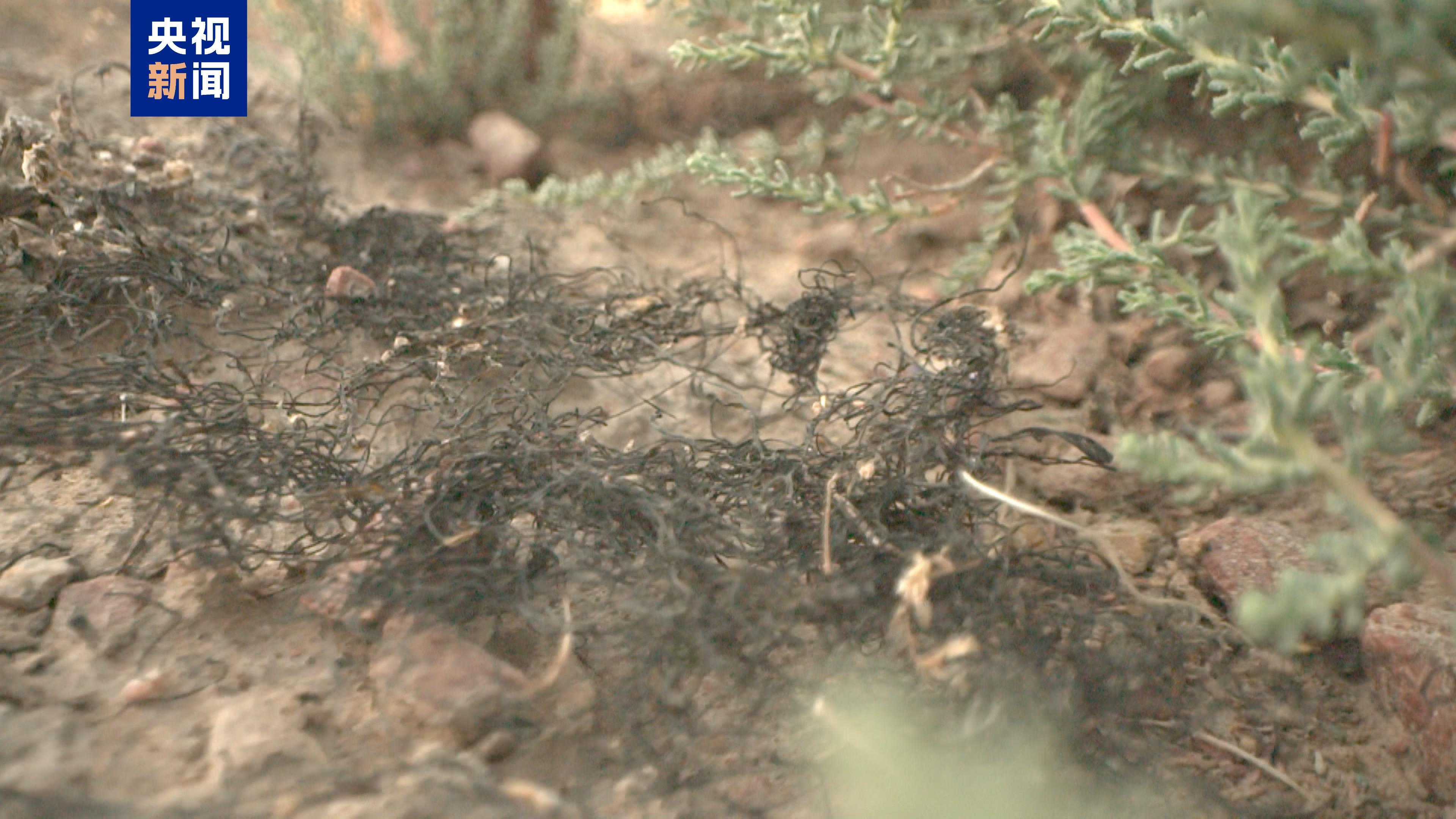 “头发”长在沙地上?宁夏发现大规模国家一级保护植物发菜群落 “头发”长在沙地上?宁夏发现大规模国家一级保护植物发菜群落