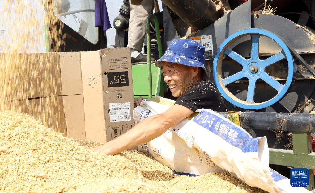 风吹麦浪 奏响丰收曲