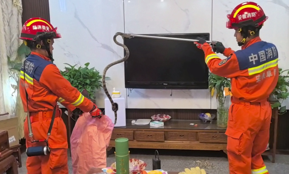 吓人！阜阳一居民家客厅，钻入近2米长蛇！还有一居民电动车里也有蛇……