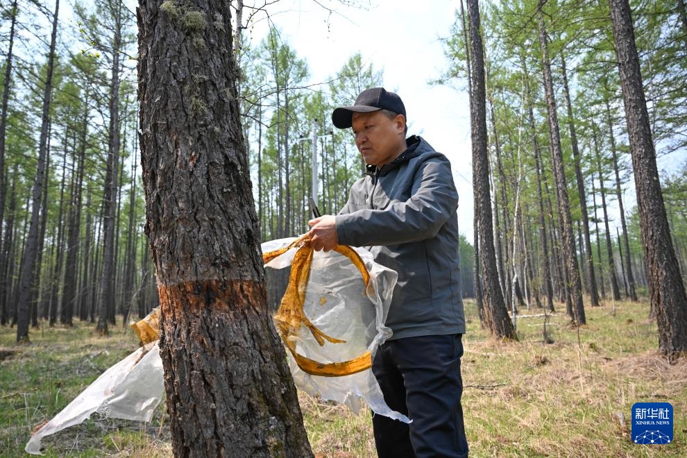 图片故事｜大兴安岭的生物多样性守护者