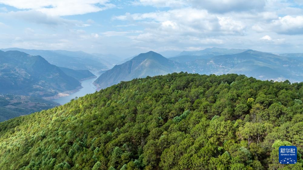 新华全媒+丨濒危物种绿孔雀人工繁育与野化放归试验取得关键进展