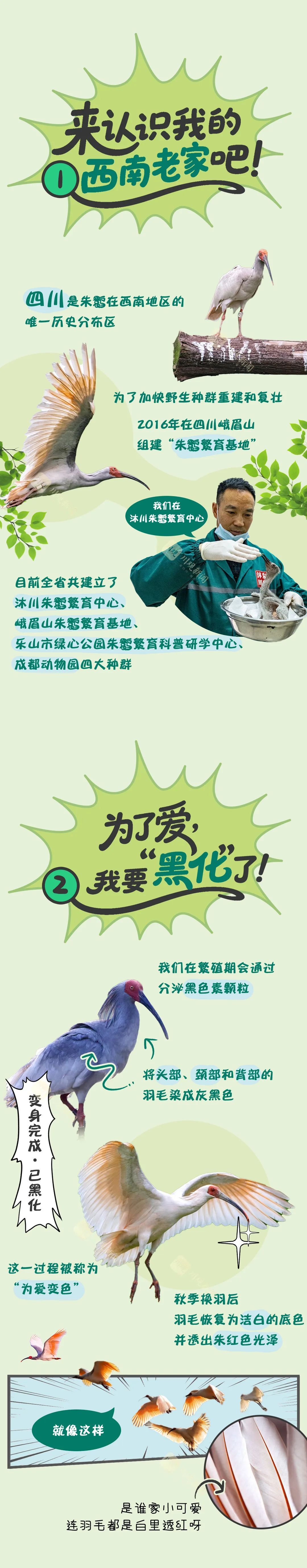 鹮鹮我啊，飞喽！