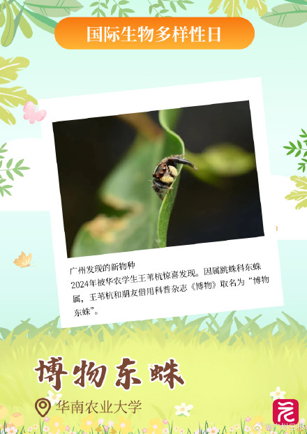 广东平均每三天开一个自然盲盒