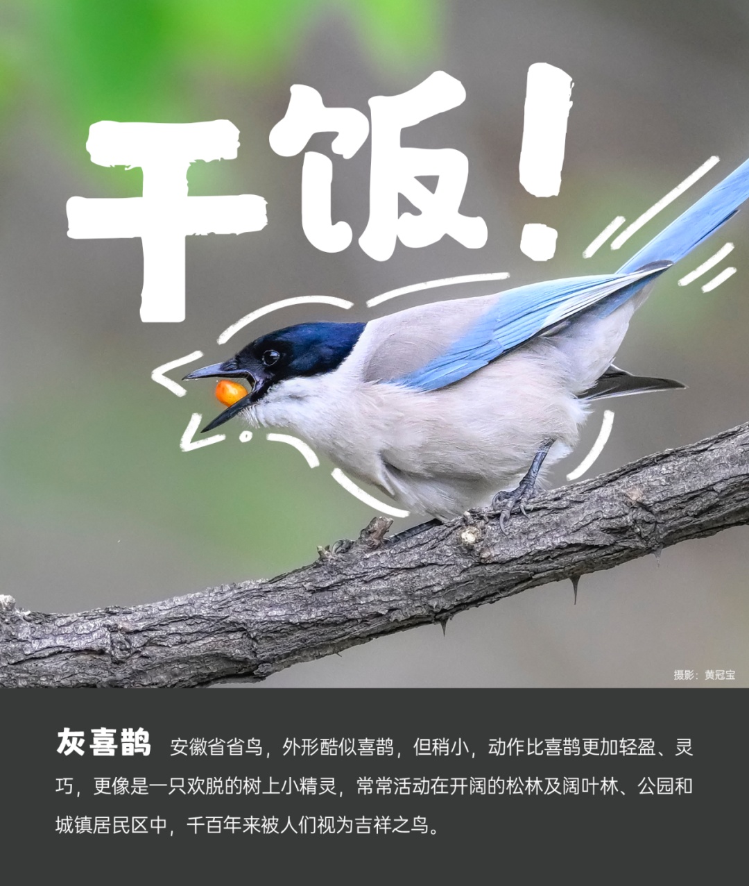 国际生物多样性日丨安徽野生动植物界“戏精”表情包来了