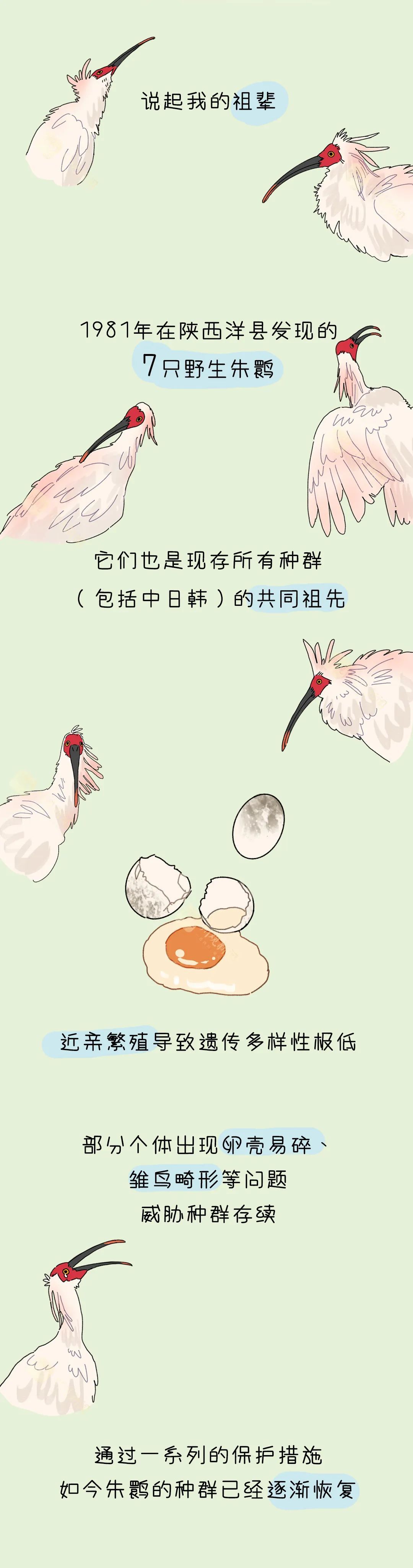 鹮鹮我啊，飞喽！