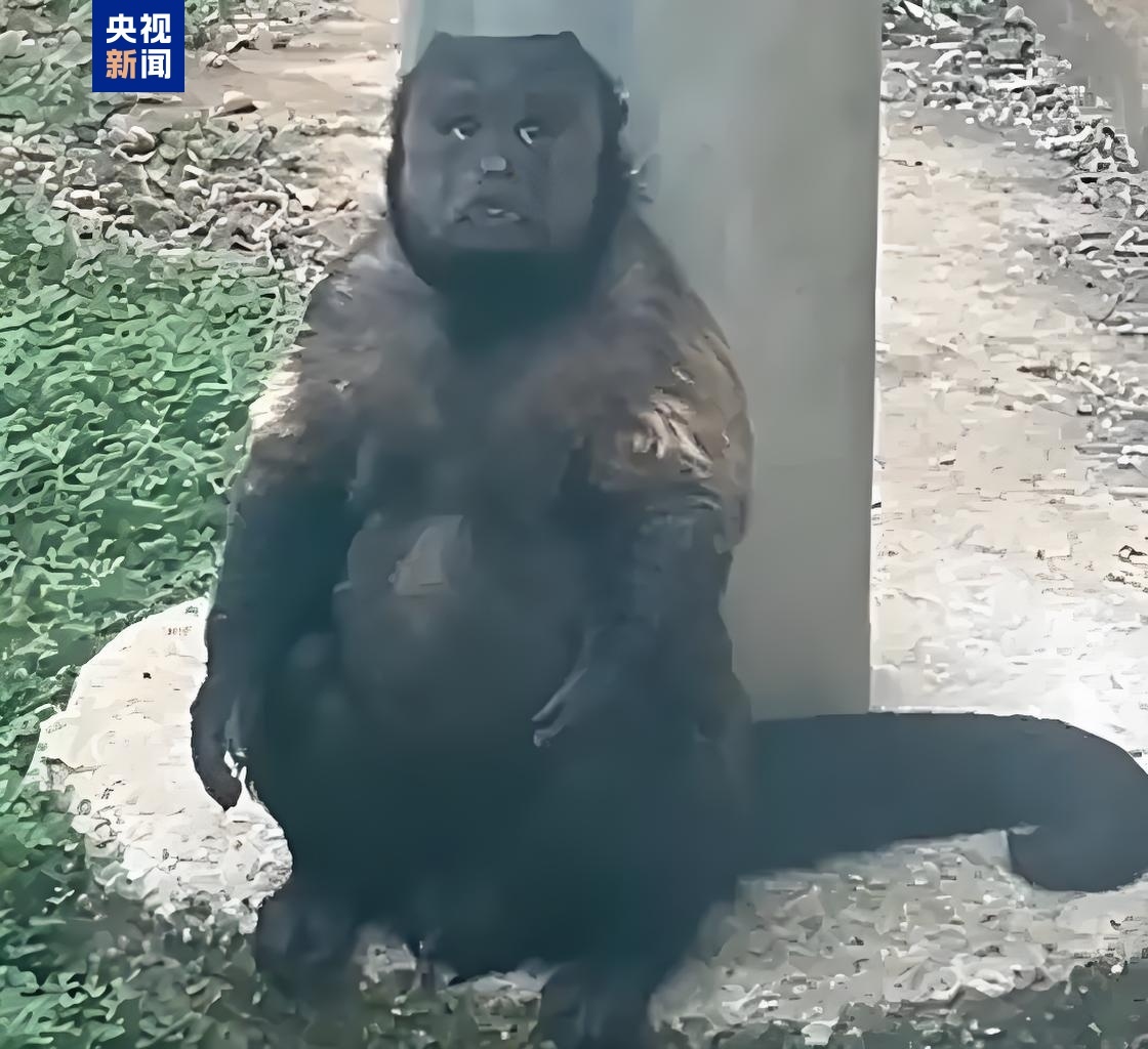 网红方脸猴“大壮”因病死亡