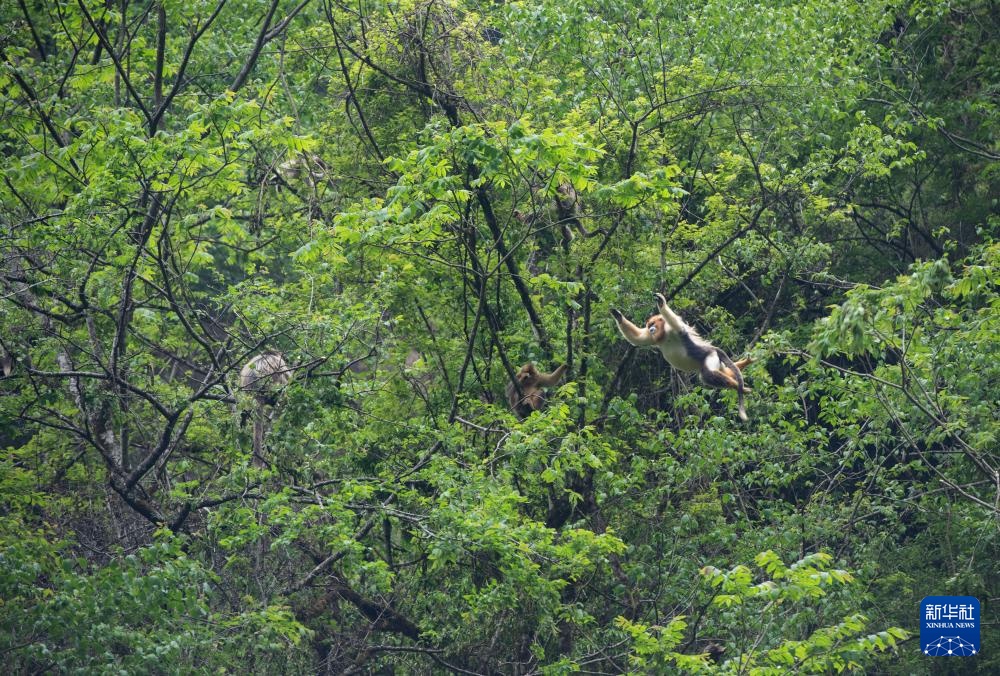 四川平武：深山密林里的“金色精灵”