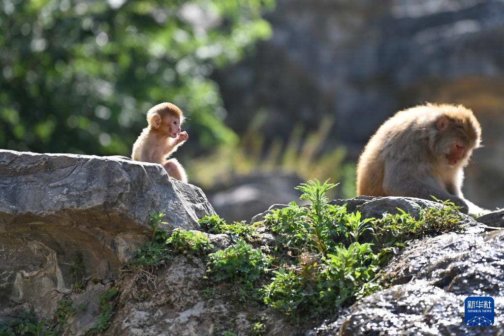 太行山里的猕猴乐园