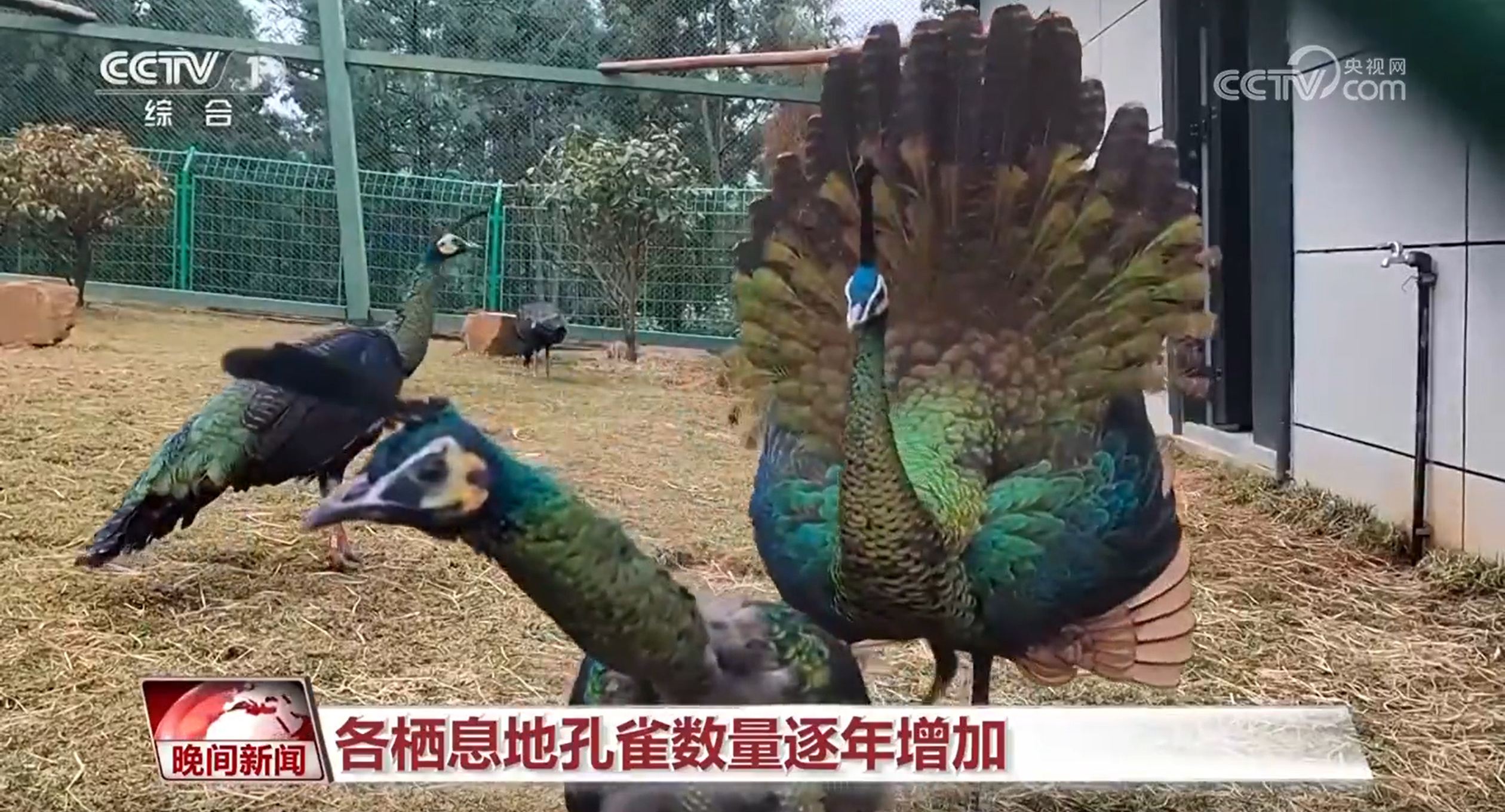 国际生物多样性日｜人工繁育、破解“声纹密码” 我国生物多样性保护“上大分”