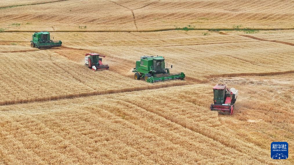 风吹麦浪 奏响丰收曲