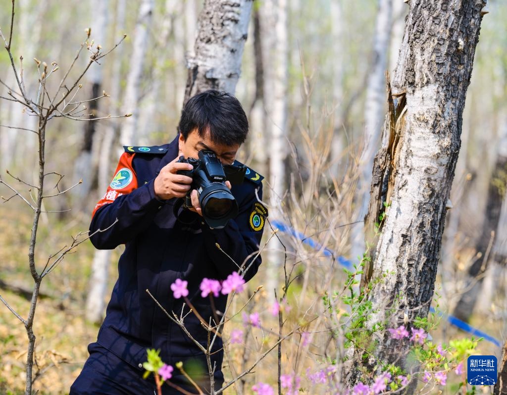图片故事｜大兴安岭的生物多样性守护者