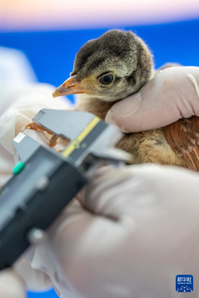 新华全媒+丨濒危物种绿孔雀人工繁育与野化放归试验取得关键进展