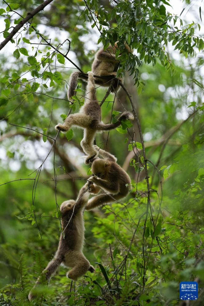 四川平武：深山密林里的“金色精灵”