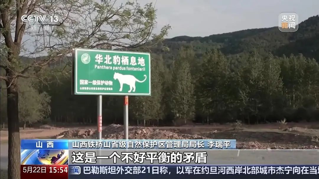 山西境内穿越百公里 看华北豹“搬家”记