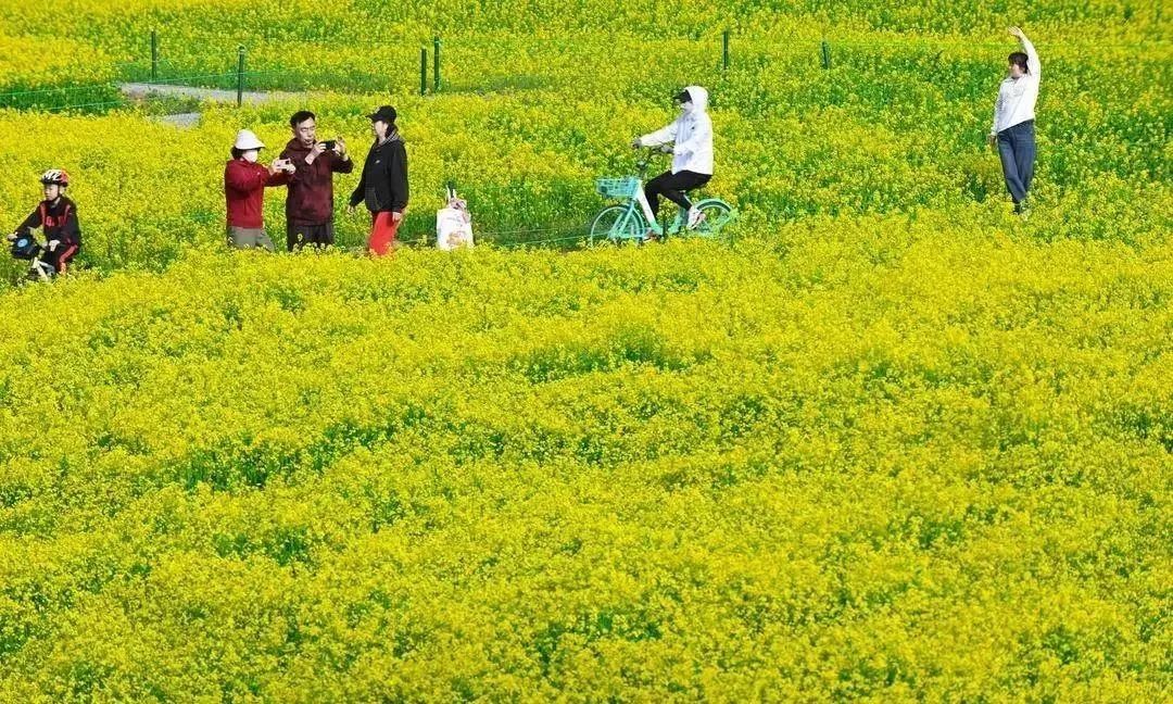 免费！沈阳市内这一大片油菜花海老美了！