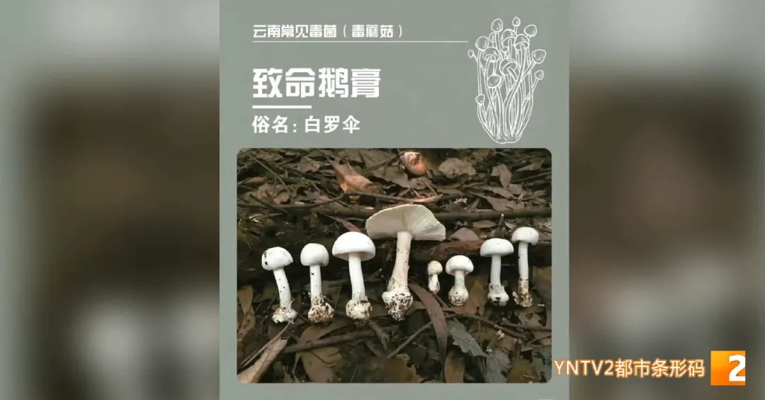 “空中飘蜘蛛网还有小人人”……医院接诊这类中毒病例开始增多！