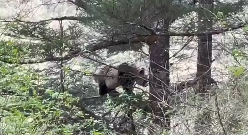 熊猫树上打哈欠,黑熊抓痕好清晰!川陕甘三省联合巡护直击 熊猫树上打哈欠,黑熊抓痕好清晰!川陕甘三省联合巡护直击