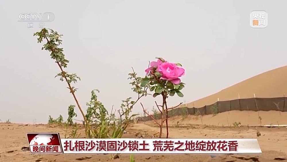 既防风固沙又助农增收 沙漠玫瑰带动多产业发展 既防风固沙又助农增收 沙漠玫瑰带动多产业发展
