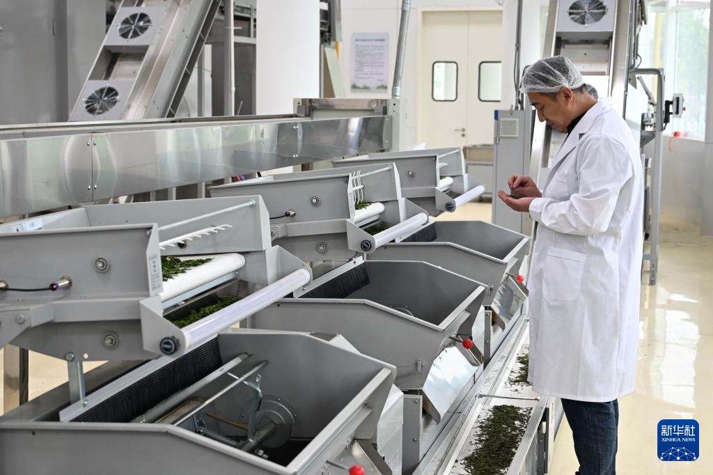 山东日照:绿水青山飘茶香 山东日照:绿水青山飘茶香