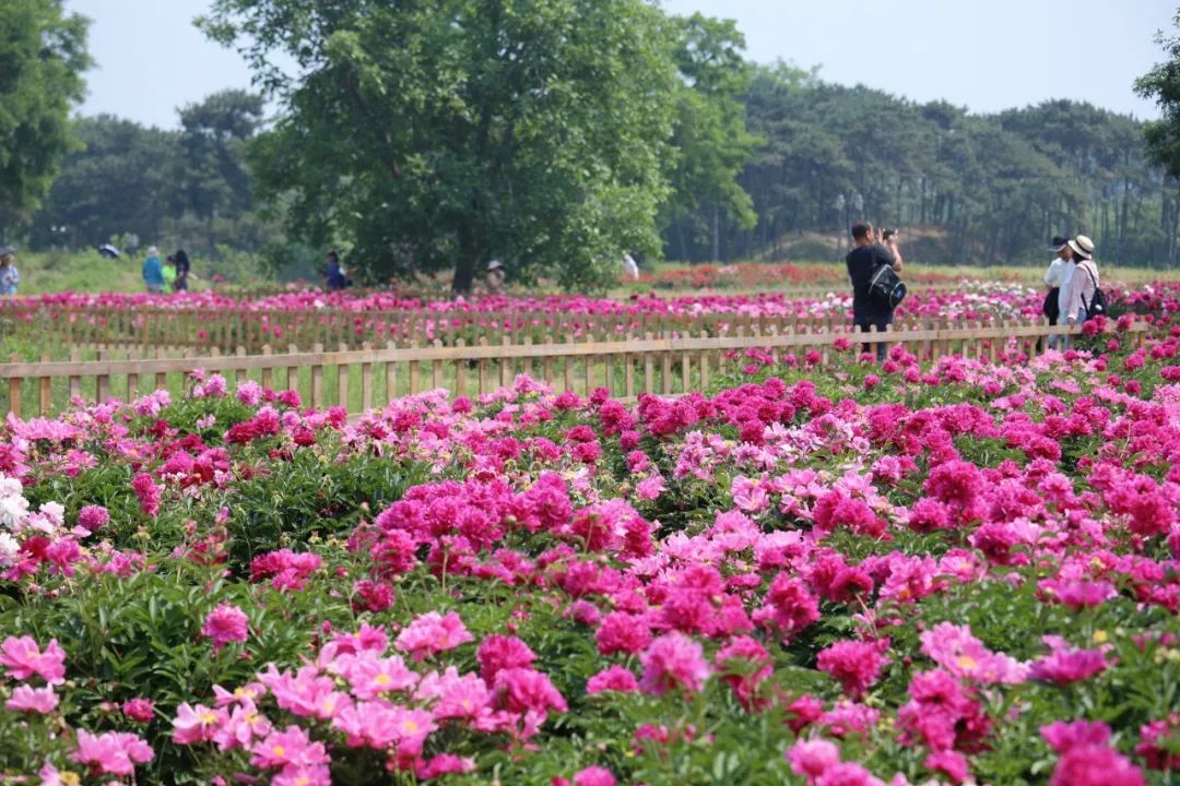初夏C位！绿隔地区这片芍药花海点亮您的朋友圈→